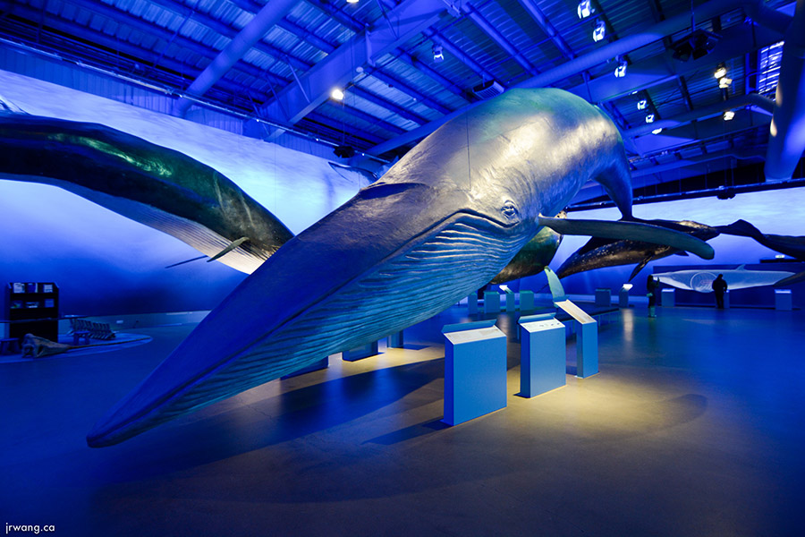 Blue Whale Model