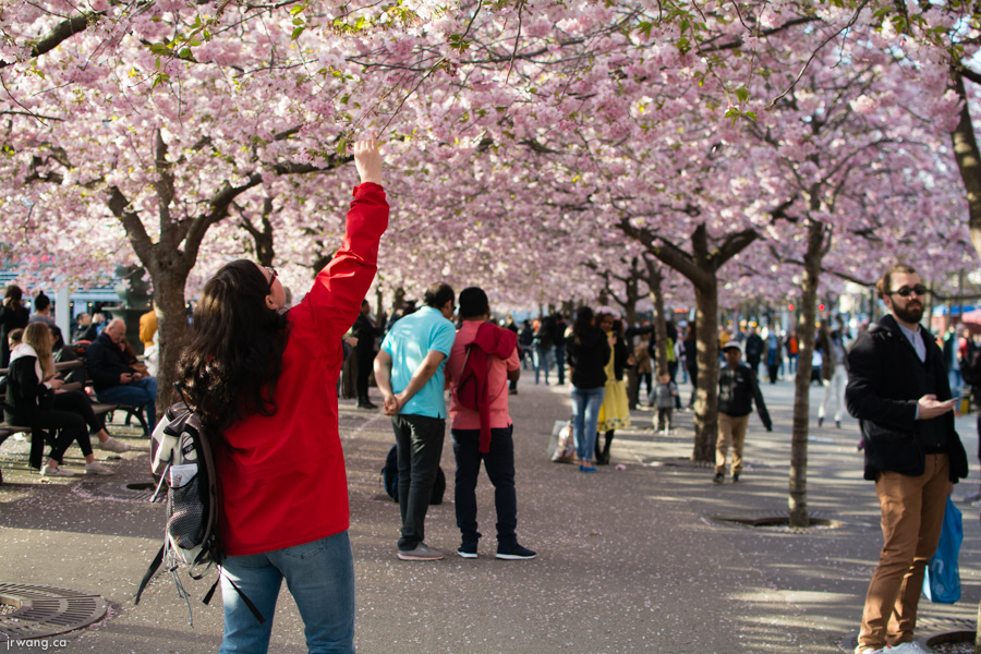 Cherry Blossoms in Kungsträgården